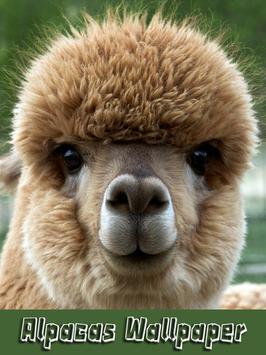 Download Alpacas Wallpaper Apk For Android Latest Version