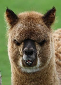 Alpacas Wallpaper für Android - APK herunterladen