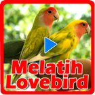 Melatih Lovebird আইকন