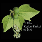 Halau Ka Lei Kukui Hi'ilani - Mainland USA ícone