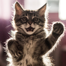dancing cat live wallpaper APK
