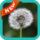 Dandelion Wallpaper APK