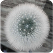 Dandelion Live Wallpaper