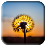 Dandelion Live Wallpaper آئیکن