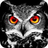 ”Auto Video Recorder