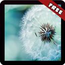 Dandelion Wallpaper APK