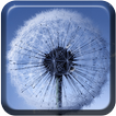 Dandelion Live Wallpaper