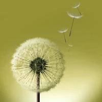 Dandelion S7 live wallpaper স্ক্রিনশট 3