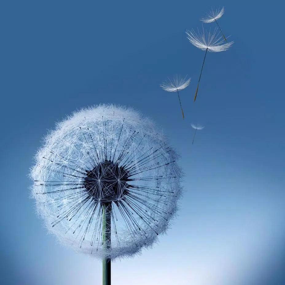 Dandelion S7 live wallpaper APK for Android Download Dandelion S7 live wallpaper APK for Android Download