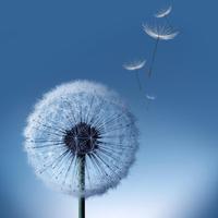 Dandelion S7 live wallpaper Plakat