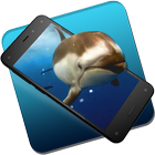 Beautiful Dolphins Live WP icon