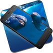 Dolphins Underwater Live WP