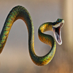 Dangerous snake Live Wallpaper