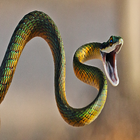 Dangerous snake Live Wallpaper-icoon