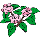 Cherry Blossom Bakery icône