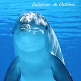 Imagenes de Delfines icône