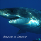 Imagenes de Tiburones ícone
