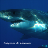 Imagenes de Tiburones ícone