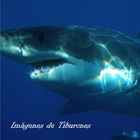 Icona Imagenes de Tiburones