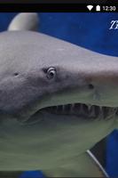1 Schermata Imagenes de Tiburones