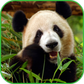 Panda Wallpapers.