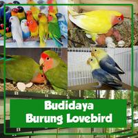 Budidaya Burung Lovebird Affiche