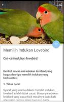 Budidaya Burung Lovebird capture d'écran 2