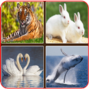 Animal Sound APK