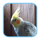 Master Cockatiel Sounds Mp3 APK