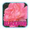 BLACKPINK - Boombayah Mp3 APK