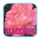 BLACKPINK - Boombayah Mp3 APK