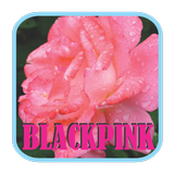 BLACKPINK - Boombayah Mp3 Zeichen