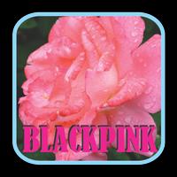 BLACKPINK - Boombayah Mp3 ポスター