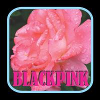 BLACKPINK - Boombayah Mp3 Plakat