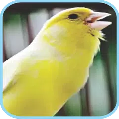 Masteran Kicau Burung Kenari XAPK download