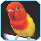 ikon Masteran Kicau Burung LoveBird