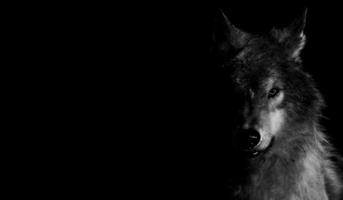 Wallpaper Dark Animal اسکرین شاٹ 2