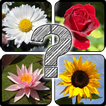 Guess The Flowers: Quiz