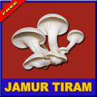 Rahasia Sukses Budidaya Jamur Tiram icône