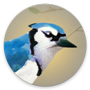 Dawn Chorus APK