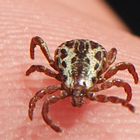 Tick Removal icon