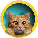 Nya-icon APK
