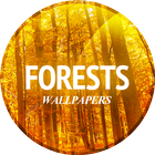Wald Wallpaper in 4K Zeichen