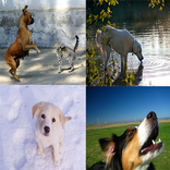 Dog Sound Effects