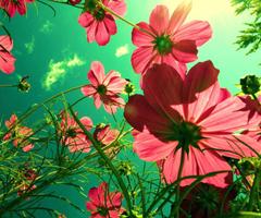Beautiful Flower bài đăng