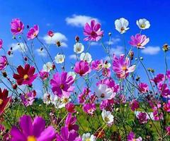 Beautiful Flower ảnh chụp màn hình 2
