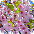 3D Cherry