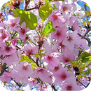 APK 3D Cherry