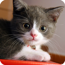 APK Cute Cats