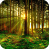 3D Forest APK